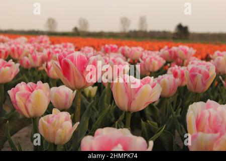 Wunderschöne rosa Pfingstrosen-Tulpen mit orangen Tulpen im Hintergrund in der niederländischen Landschaft in zeeland im Frühling Stockfoto