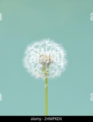 Nahaufnahme eines Dandelionssaatkopfes vor hellgrünem Hintergrund, Neuseeland Stockfoto