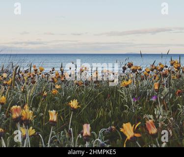 Wildblumen wachsen am Strand, Matarangi Beach, Coromandel, North Island, Neuseeland Stockfoto