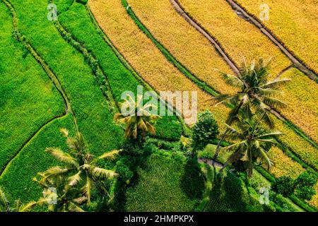 Luftaufnahme von tropischen Reisfeldern, Lombok, Indonesien Stockfoto