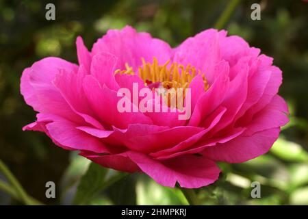 Paeonia lactiflora Goody. Eine Blume im Freien aus nächster Nähe. Doppelte karmesinrote Pfingstrose. Stockfoto