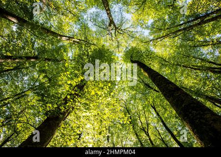 Blick auf die Buchen im Wald La Fageda d'en Jorda bei Sonnenaufgang, La Garrotxa, Girona, Spanien Stockfoto