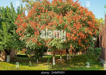 Golden Rain Tree oder Koelreuteria Paniculata mit unzähligen reifenden Früchten im Park, Armenien Stockfoto