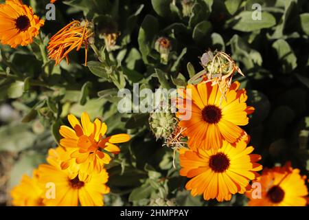 Schöne Heilkalendula Blüten, Ringelblume Stockfoto