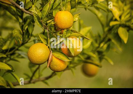 Orangen wachsen auf dem Baum in der Türkei. 'SELECTİVE FOKUS' Stockfoto