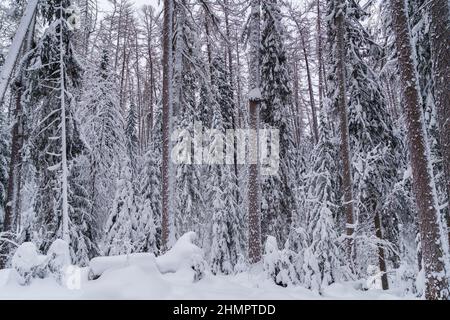Schneebedeckte Nadelbäume im Winterwald an kalten, frostigen Tagen Stockfoto