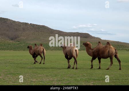 Kleine Gruppe von wilden baktrischen Kamelen, Kamelus ferus, frei in der mongolischen Landschaft zu Fuß. Ländliche Gegend in der Nähe von Kharakhorum, Mongolei Stockfoto