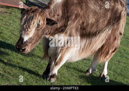 Nahaufnahme eines braunen Yaks, Bos grunniens, in einer ländlichen Gegend in der Nähe von Kharakhorum, Mongolei. Der wilde Yak (Bos mutus) ist ein großes, wildes Vieh, das bei ihm heimisch ist Stockfoto