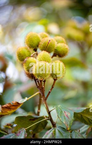 Bixa orellana oder Achiote-Pflanze, Quelle von Annato, natürliche orange-rote Würze für Lebensmittelfarben, Körperfarbe, Gewürz Stockfoto