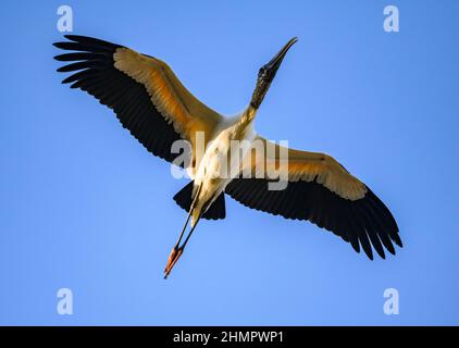 Ein Holzstorch (Mycteria americana), der über uns fliegt. San Blas, Nayarit, Mexiko. Stockfoto