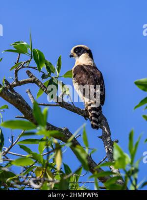 Ein lachender Falke (Herpetotheres cachinnans), der auf einer Ranch thront. San Blas, Nayarit, Mexiko. Stockfoto