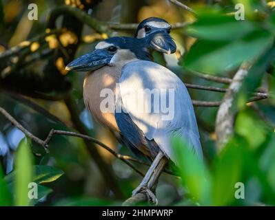 Ein Paar Reiher (Cochlearius cochlearius) in ihrem Zimmer. San Blas, Nayarit, Mexiko. Stockfoto