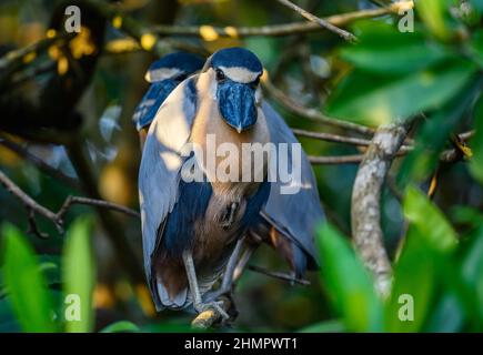 Ein Paar Reiher (Cochlearius cochlearius) in ihrem Zimmer. San Blas, Nayarit, Mexiko. Stockfoto