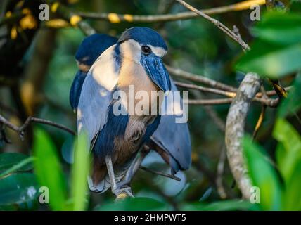 Ein Paar Reiher (Cochlearius cochlearius) in ihrem Zimmer. San Blas, Nayarit, Mexiko. Stockfoto