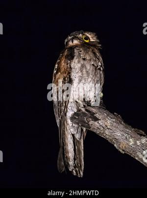 Ein nördlicher Potoo (Nyctibius jamaicensis), der nachts auf einem Ast thront. San Blas, Nayarit, Mexiko. Stockfoto