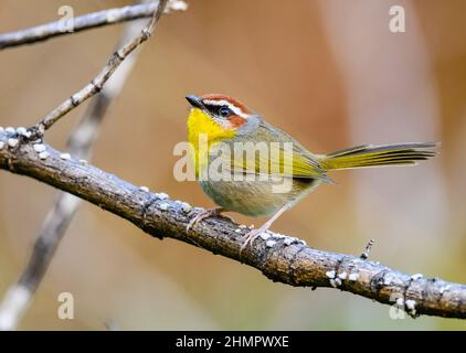 Ein Rufous-bedeckter Waldsänger (Basileuterus rufifrons), der auf einem Ast thront. San Blas, Nayarit, Mexiko. Stockfoto