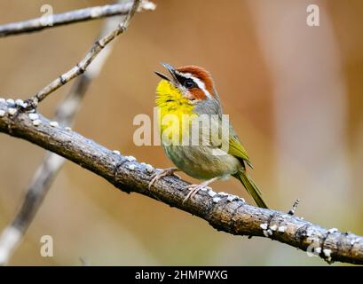 Ein Rüssler (Basileuterus rufifrons), der auf einem Ast singt. San Blas, Nayarit, Mexiko. Stockfoto