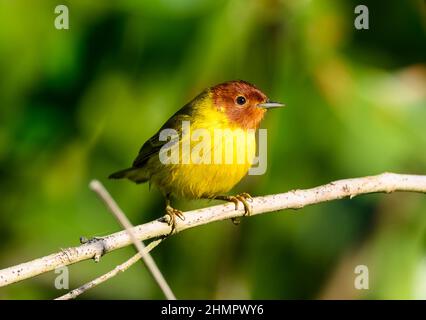 Ein Gelber Mangrovenwaldsänger (Setophaga petechia), der auf einem Ast thront. San Blas, Nayarit, Mexiko. Stockfoto