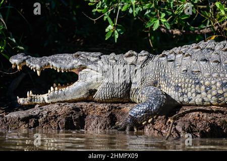 Ein großes amerikanisches Krokodil (Crocodylus acutus), das sich an einem Flussufer in der Sonne sonnt. San Blas, Nayarit, Mexiko. Stockfoto