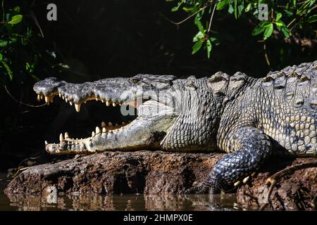 Ein großes amerikanisches Krokodil (Crocodylus acutus), das sich an einem Flussufer in der Sonne sonnt. San Blas, Nayarit, Mexiko. Stockfoto