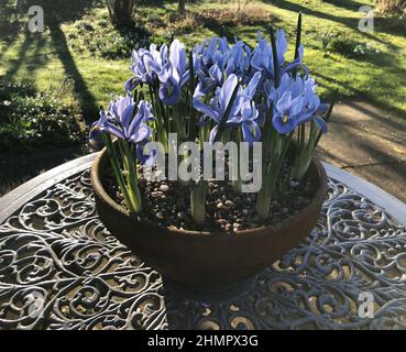 Iris Reticulata „Alida“ Stockfoto
