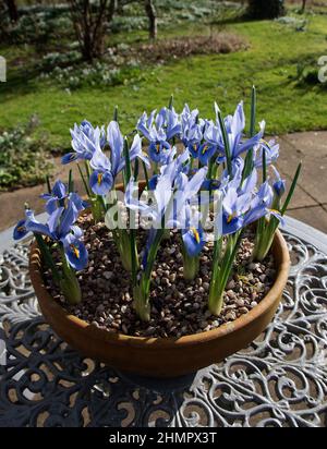 Iris Reticulata „Alida“ Stockfoto