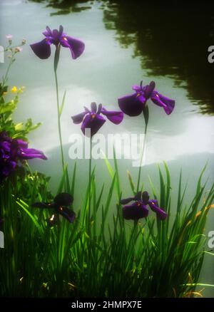 Japanische Iris - Iris Ensata Stockfoto