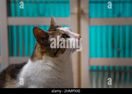 Goiânia, Goias, Brasilien – 11. Februar 2022: Eine niedliche tabby Katze aufmerksam vor einem Glasfenster. Stockfoto
