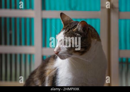 Goiânia, Goias, Brasilien – 11. Februar 2022: Eine niedliche tabby Katze aufmerksam vor einem Glasfenster. Stockfoto