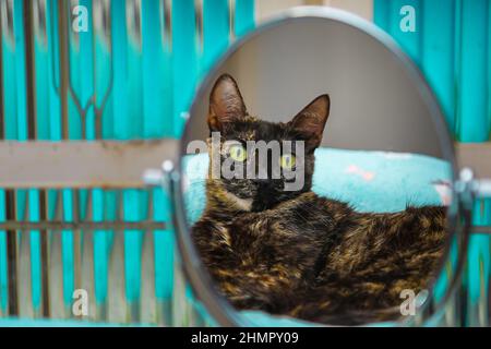 Goiânia, Goias, Brasilien – 11. Februar 2022: Eine Schildkrötenkatze spiegelt sich in einem ovalen Spiegel vor einem Glasfenster. Stockfoto