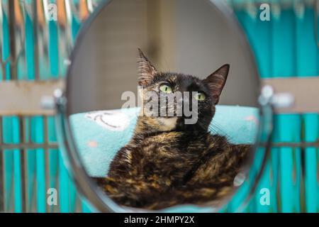 Goiânia, Goias, Brasilien – 11. Februar 2022: Eine Schildkrötenkatze spiegelt sich in einem ovalen Spiegel vor einem Glasfenster. Stockfoto