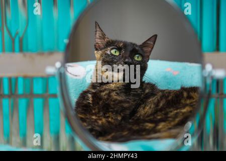 Goiânia, Goias, Brasilien – 11. Februar 2022: Eine Schildkrötenkatze spiegelt sich in einem ovalen Spiegel vor einem Glasfenster. Stockfoto