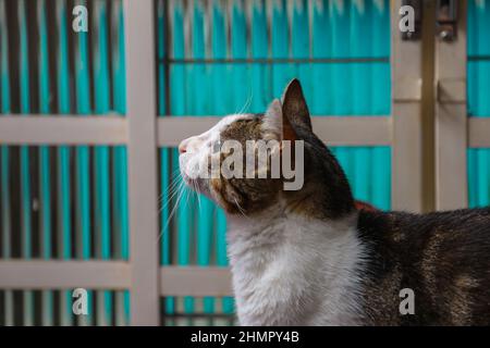 Goiânia, Goias, Brasilien – 11. Februar 2022: Eine niedliche tabby Katze aufmerksam vor einem Glasfenster. Stockfoto