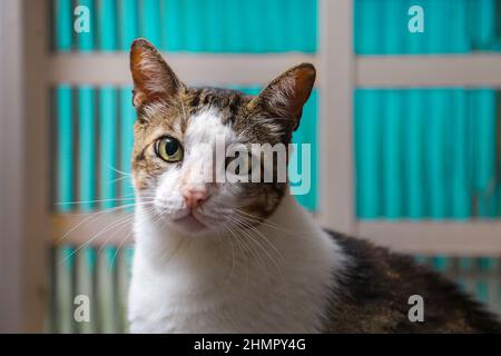 Goiânia, Goias, Brasilien – 11. Februar 2022: Eine niedliche tabby Katze aufmerksam vor einem Glasfenster. Stockfoto