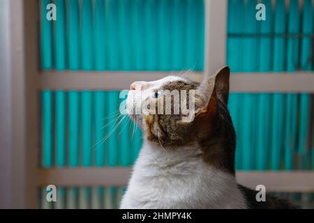 Goiânia, Goias, Brasilien – 11. Februar 2022: Eine niedliche tabby Katze aufmerksam vor einem Glasfenster. Stockfoto