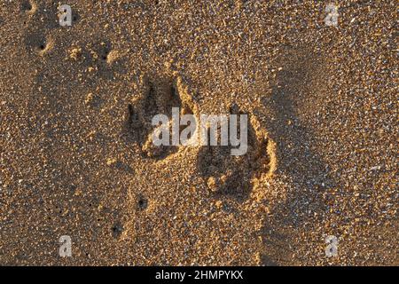 Hundefußabdrücke im Sand Stockfoto