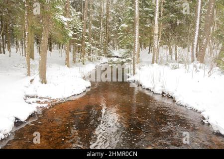 Kleiner Waldbach im Wald im Winter. Russland, Region Leningrad Stockfoto