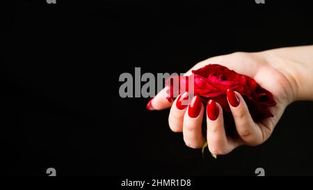 Person mit roter Rose beschneiden. Von oben der Ernte anonyme Person zeigt frische rote Rose vor schwarzem Hintergrund. Stockfoto