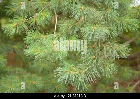 Pinus Strobus Baum Zweige Baum in einem Wald Stockfoto