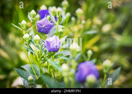 Geschlossene Ballonblume Closeup lila mit natürlichem Licht Stockfoto