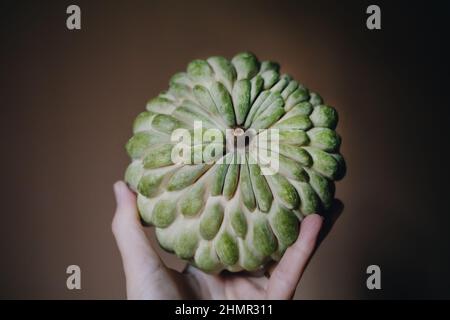 Weibliche Hand halten große grüne Cherimoya Zucker Apfel Eschta Frucht Stockfoto