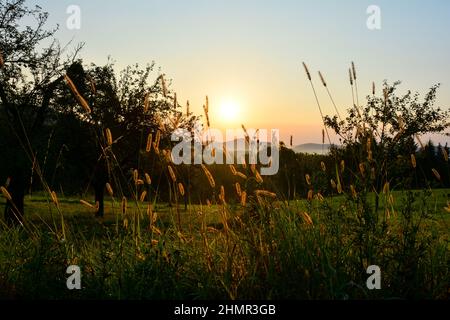 Die Natur erwacht - Sonnenaufgang in einer grünen Landschaft mit einer Wiese Stockfoto