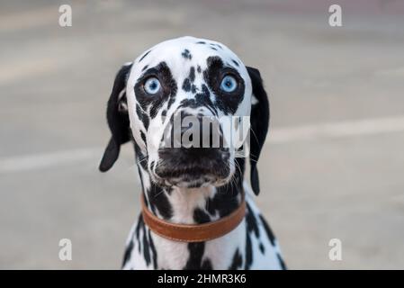 Weitäugige Dalmation mit blauen Augen, die auf die Kamera schauen. Witziger Hund Stockfoto