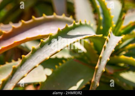 Aloe Vera Blätter aus nächster Nähe. Flacher Freiheitsgrad! Stockfoto
