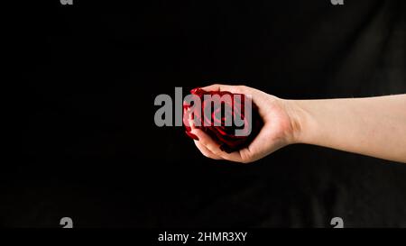 Person mit roter Rose beschneiden. Von oben der Ernte anonyme Person zeigt frische rote Rose vor schwarzem Hintergrund. Stockfoto