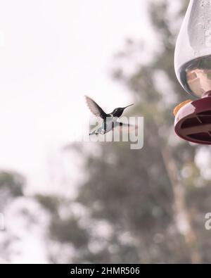 Am 14. März 2021 wird in Ubaque - Cundinamarca, Kolumbien, ein weiblicher Schwarzkehlkolibri gesehen. Stockfoto