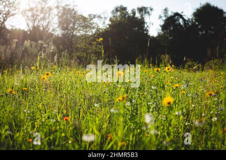 Wildblumenwiese in einem englischen Landgarten. Stockfoto