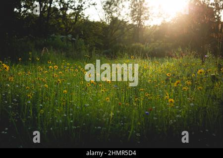 Wildblumenwiese in einem englischen Landgarten. Stockfoto