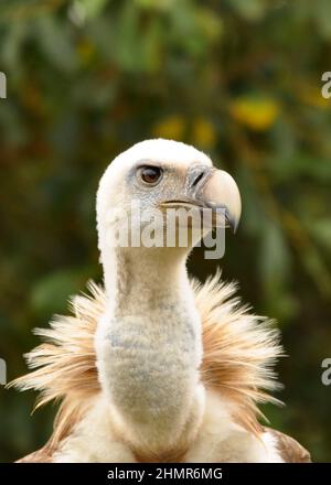 Gänsegeier (Grips fulvus) Nahaufnahme des Kopfes, während er auf dem Boden steht. Stockfoto