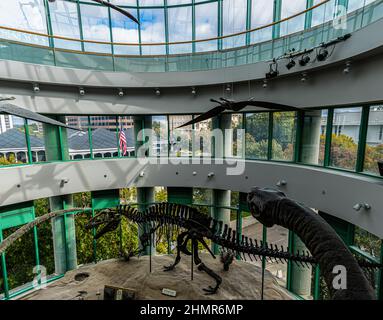 Acro Cantho Saurus Ausstellung im Museum of Natural Sciences in Downtown Raleigh, North Carolina, USA Stockfoto